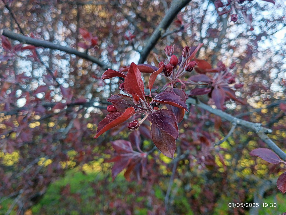 LatvianNature's tweet image. 🌸 Lai gan ir vēss maija sākums, tomēr dabā viss zied, zaļo. Maijs ir mans mīļākais mēnesis. Esmu mazliet vīlies par siltuma trūkuma, bet nav nemaz tik slikti. Rūjienā zied pamīšlapu pakrēslīte, ieva, drīz ziedēs ceriņi. 

#daba #nature #pavasaris #spring #naturephotography…