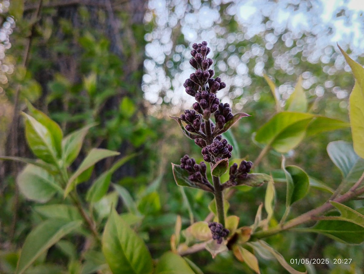 LatvianNature's tweet image. 🌸 Lai gan ir vēss maija sākums, tomēr dabā viss zied, zaļo. Maijs ir mans mīļākais mēnesis. Esmu mazliet vīlies par siltuma trūkuma, bet nav nemaz tik slikti. Rūjienā zied pamīšlapu pakrēslīte, ieva, drīz ziedēs ceriņi. 

#daba #nature #pavasaris #spring #naturephotography…