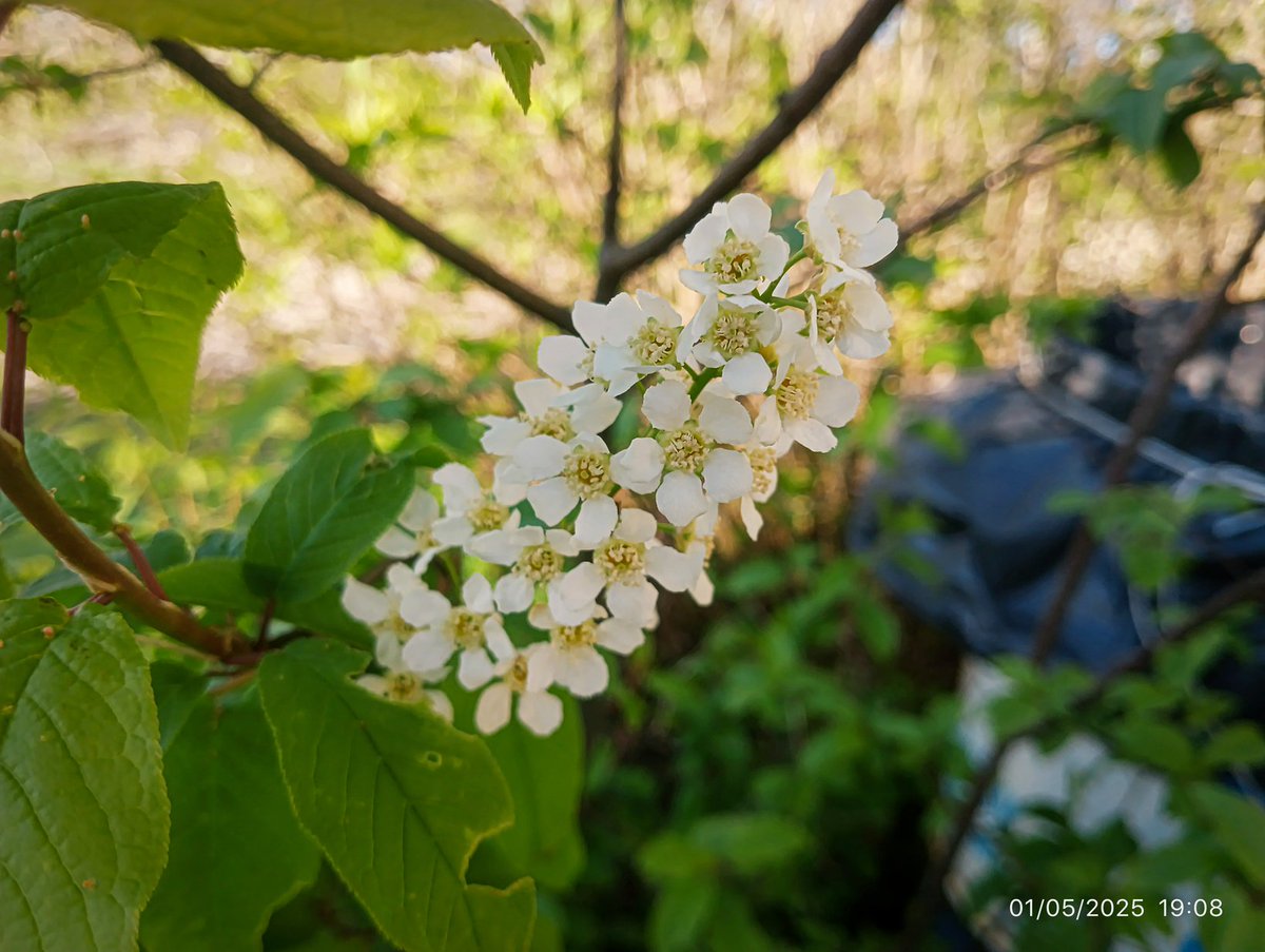 LatvianNature's tweet image. 🌸 Lai gan ir vēss maija sākums, tomēr dabā viss zied, zaļo. Maijs ir mans mīļākais mēnesis. Esmu mazliet vīlies par siltuma trūkuma, bet nav nemaz tik slikti. Rūjienā zied pamīšlapu pakrēslīte, ieva, drīz ziedēs ceriņi. 

#daba #nature #pavasaris #spring #naturephotography…