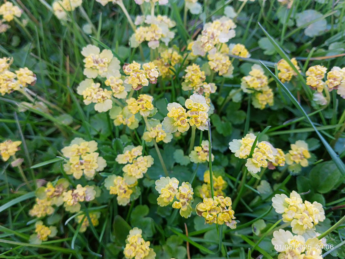 LatvianNature's tweet image. 🌸 Lai gan ir vēss maija sākums, tomēr dabā viss zied, zaļo. Maijs ir mans mīļākais mēnesis. Esmu mazliet vīlies par siltuma trūkuma, bet nav nemaz tik slikti. Rūjienā zied pamīšlapu pakrēslīte, ieva, drīz ziedēs ceriņi. 

#daba #nature #pavasaris #spring #naturephotography…