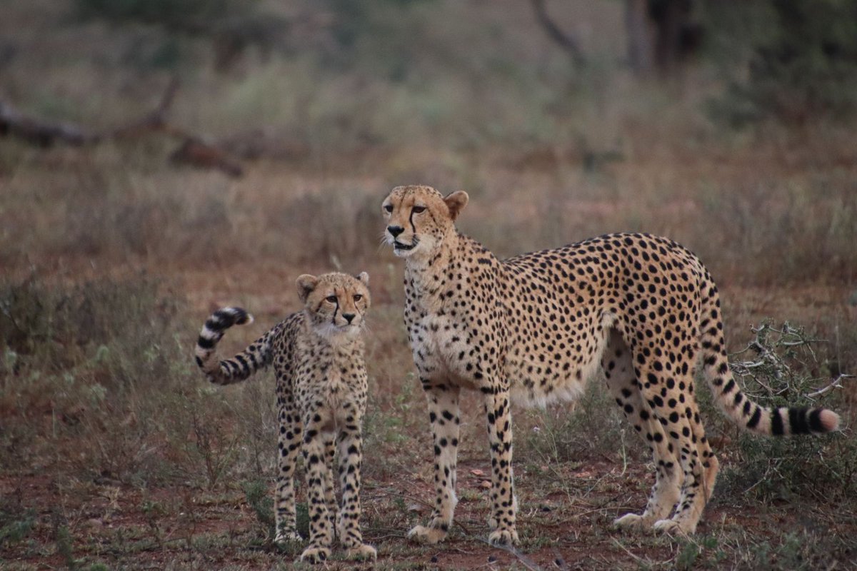 LatestKruger's tweet photo. 7:15am
2 Cheetah stationary
"Mommy cheetah with a cub"
H4-2, 100m N of S25, on W side of road
Near Crocodile Bridge
5/5
Tinged by Ian https://t.co/8vQV6vmLyx