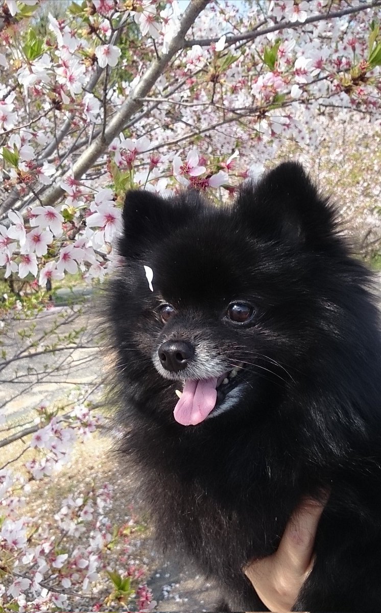 garrett_jp's tweet photo. 遅くなりましたが 先日4月24日は 空へ昇った 息子くんの 15歳の誕生日でした。
ฅU•ﻌ•Uฅ ʜᵅᵖᵖᵞʙⁱʳᵗᑋᵈᵃᵞ  ฅU•ﻌ•Uฅ 

娘ちゃんが空へ昇って すぐ追いかけて行ったキミも 未だに夢にすら 会いに来てくれない さみしいな… 
夫婦仲良く遊んでるんだろうね

今年会いに来てくれる事願って… https://t.co/GX3flU9qDE