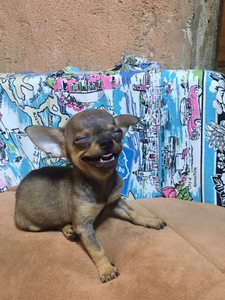 💖 (@twaniimals) on Twitter photo 