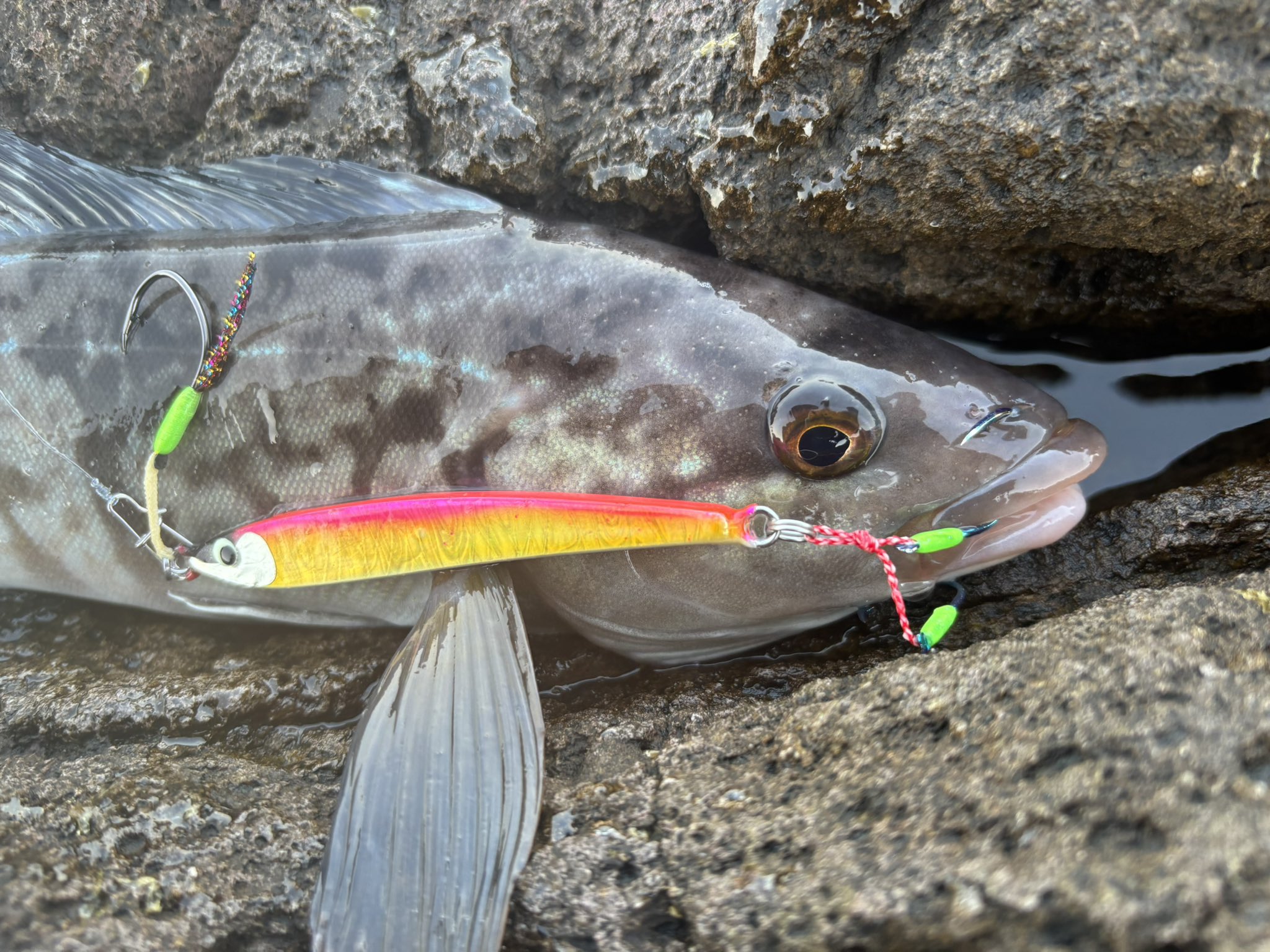 ITO Lures (@hirame__hunter) / X ITO Lures (@hirame__hunter) / X