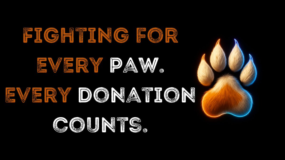 fur_fund's tweet photo. 🌟 Every day, we keep fighting for every paw. Thank you for your trust and support!

#Solana #FurFundMission #NoMoreStrays #AnimalFirst #RescueMission #SheltersForPaws #SaveAnimals https://t.co/cunW6cvmFD