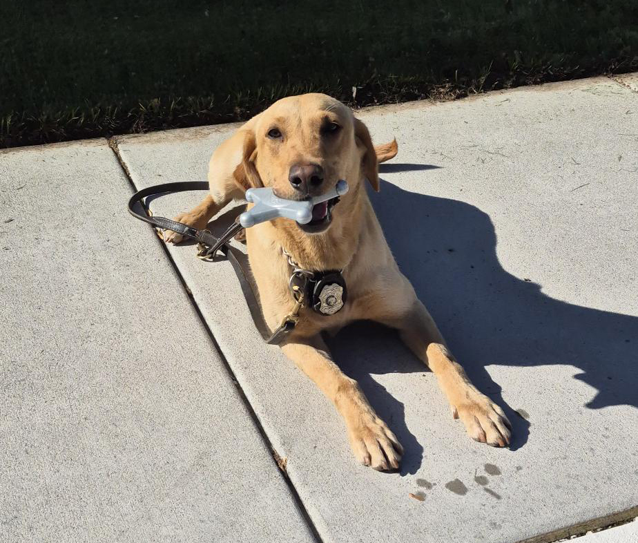 Meet K-9 Willow! 🐾 This good girl just got a new chew toy, and she rates it 10/10. We rate her 20/10 for all the hard work she does. Keep it up, Willow! 💙