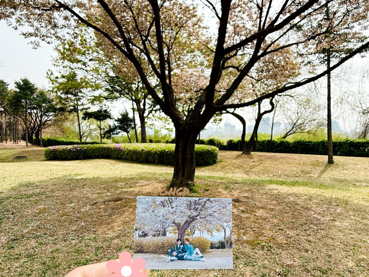 GNCD_4JS's tweet photo. 2025.05.02 ครบรอบ 6 ปี Spring Again เพลงที่ชอบมากของ Golden Child เลยเอารอยจางๆ ที่ได้ไปตามที่ Seonyudo Park ช่วง Late Spring มาลงไว้เป็น Memory น้อยๆ เก็บครบมุมของทั้ง 10 เมมเบอร์ใน MV ดูกี่ทีก็คิดถึง รักๆ กันไว้แล้วมาเจอกันใหม่นะ 🌸 
#GoldenChild #SpringAgain #ตามรอยGoldenChild https://t.co/H876iyLX5z