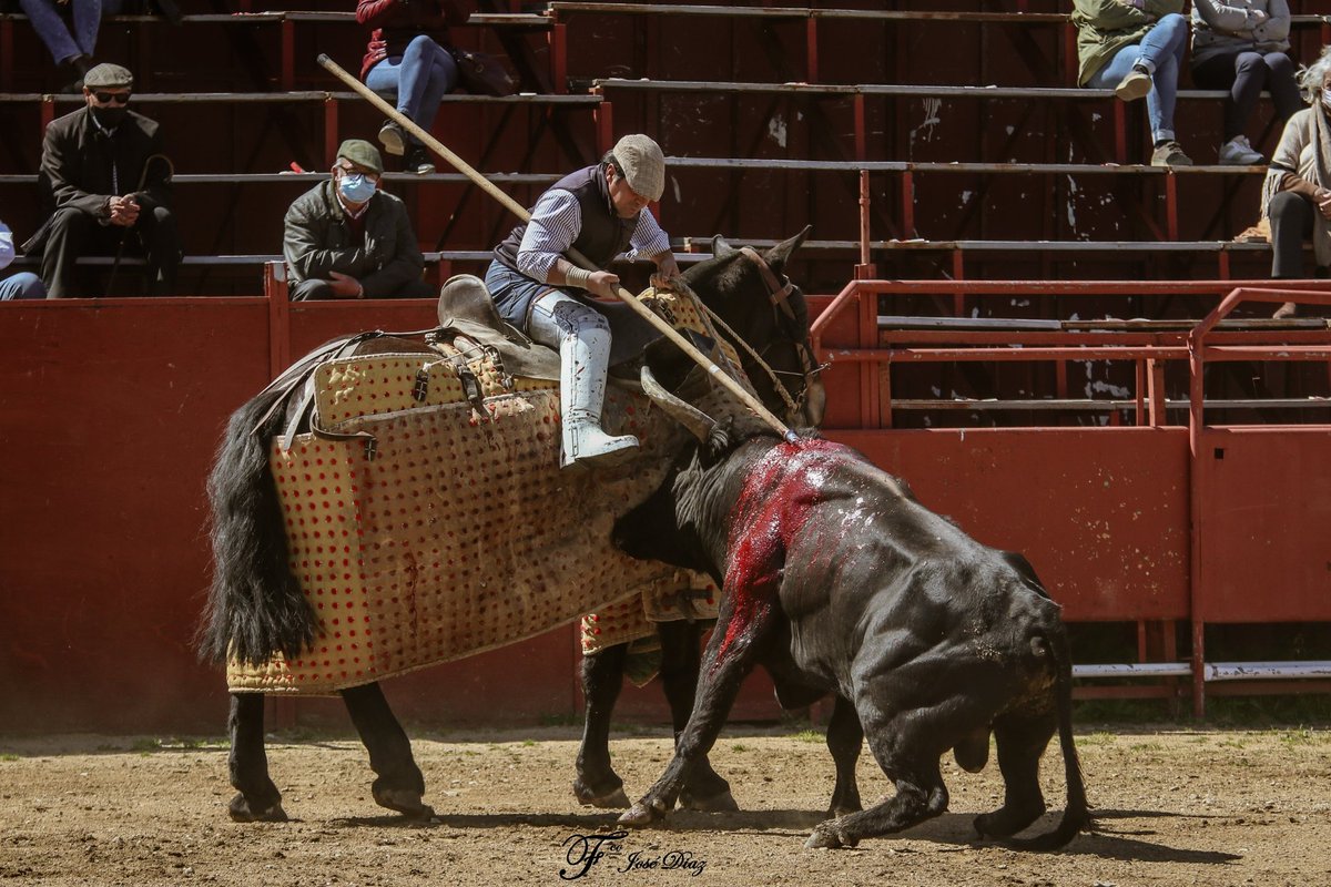 Estos animales no son fruto de la casualidad.
Son hijos de la selección, afortunada o equivocada, que se hizo en el tentadero en la plaza de tientas, en el laboratorio de la casta.
