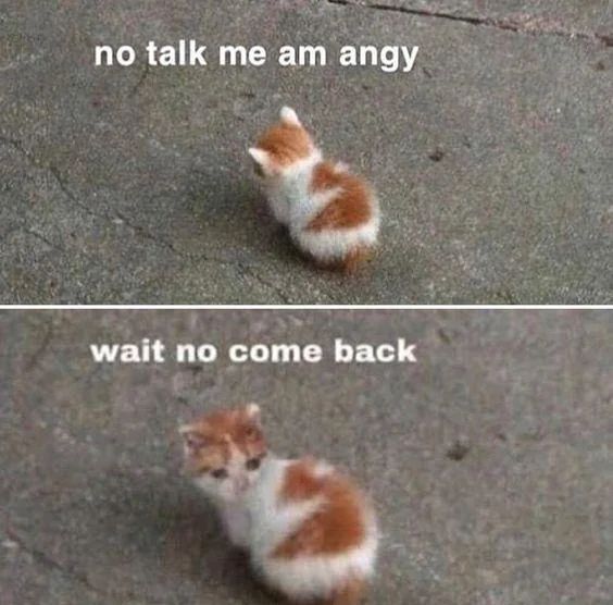 smol silly cat tweet media