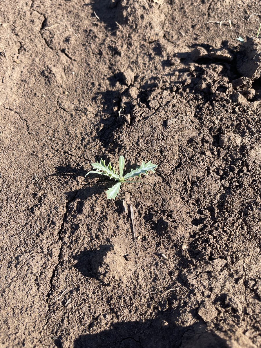 Prof (Weed Science) Bhagirath Chauhan (@bschauhan76) on Twitter photo Mexican poppy start germinating at Gatton. This seed is at least 3 yrs old, suggesting its long persistence <a href="/GRDCNorth/">GRDC North</a> <a href="/UQWeedScience/">Chauhan lab UQ</a> Mexican poppy start germinating at Gatton. This seed is at least 3 yrs old, suggesting its long persistence <a href="/GRDCNorth/">GRDC North</a> <a href="/UQWeedScience/">Chauhan lab UQ</a>