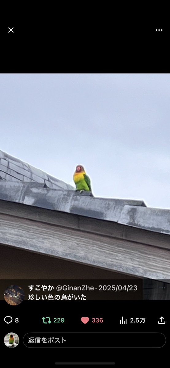 marunohaha1127's tweet photo. 彦根市 河瀬駅周辺でここ最近目撃されているボタンインコを 5/1 昨日捜索へ行ってきました。 4/半ば頃にも駅周辺で 目撃あって珍しい色の鳥がと噂になっていたとか。 また明日探しに行ってきます。
♯ボタンインコ ♯滋賀県 ♯彦根市 ♯拡散希望 ♯情報ください https://t.co/GKw4snZYY2
