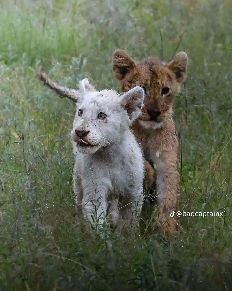 NPAssoc's tweet photo. A new white lion cub was spotted at Kruger National Park in South Africa, believed to be the 6th white lion in Kruger!
📷 Credits: @badcaptainx1 (TikTok)
#krugernationalpark #nationalparks #whitelioncub https://t.co/Y3Vr7lqKQv