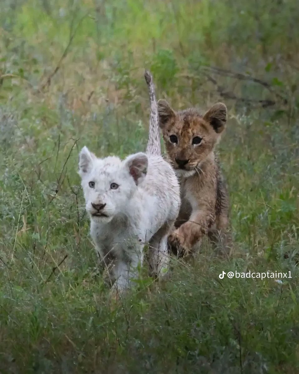 NPAssoc's tweet photo. A new white lion cub was spotted at Kruger National Park in South Africa, believed to be the 6th white lion in Kruger!
📷 Credits: @badcaptainx1 (TikTok)
#krugernationalpark #nationalparks #whitelioncub https://t.co/Y3Vr7lqKQv