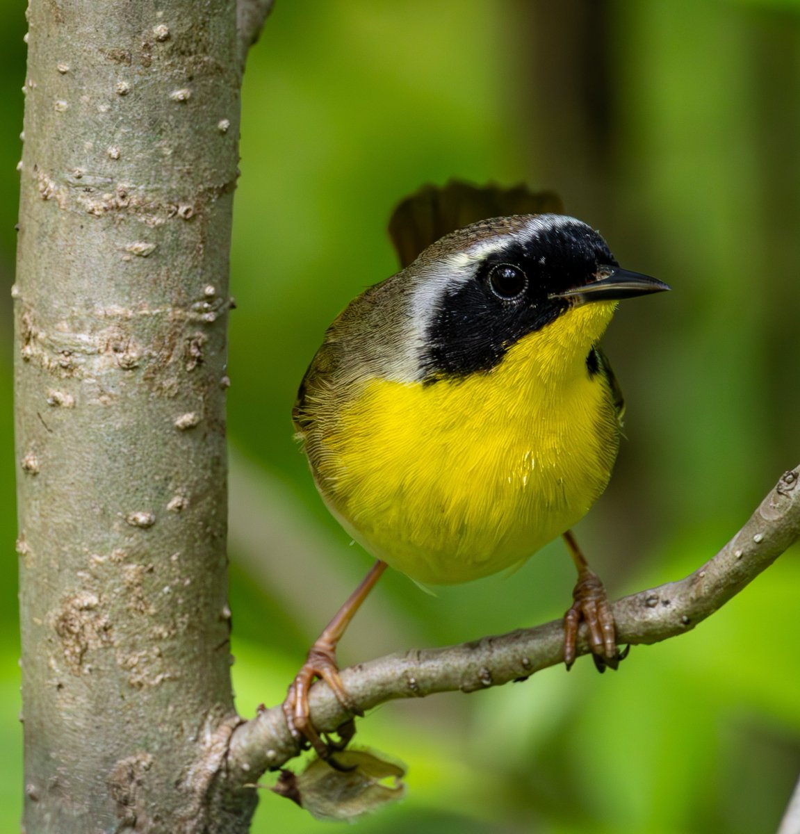 They may be common, but I still love Common YellowThroats 
#birding #birdwatching #nycwildlife #wildnewyork #birdphotography #NaturePhotography #springmigration