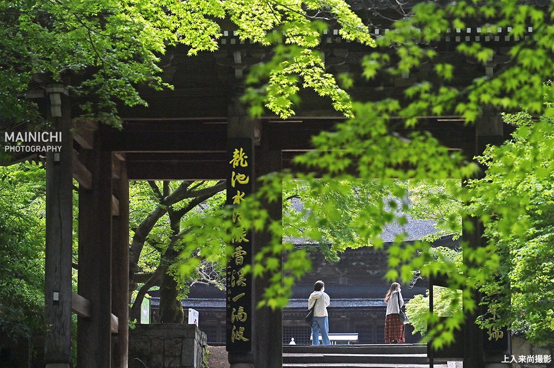 約700年の歴史がある山口県下関市長府川端の曹洞宗・ #功山寺 で「#青モミジ」が見ごろを迎え、木々の若葉が日に日にみずみずしさを増しています。

写真特集🌿mainichi.jp/graphs/2025050…