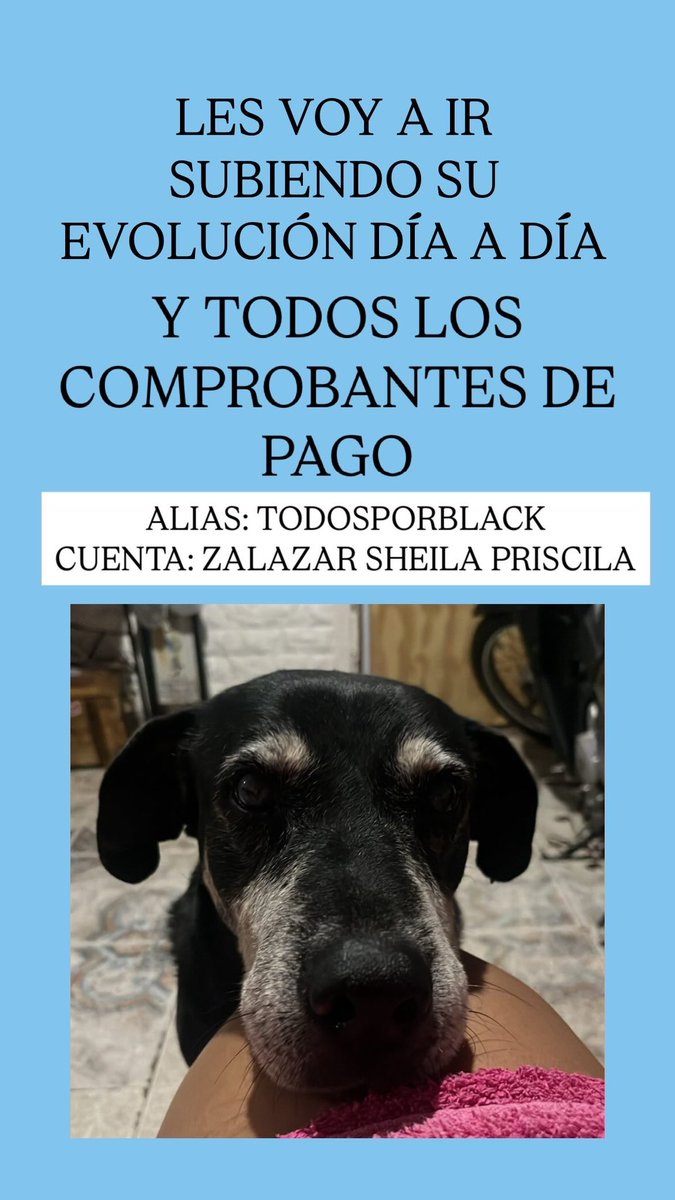 lavidaporelcau's tweet photo. POR FAVOR SE LOS PIDO DE TODO CORAZÓN QUE COMPARTAN!! 
No es solo mi perro, es mi hijo🥺🙏🏽 https://t.co/W7Y3iH9SN7