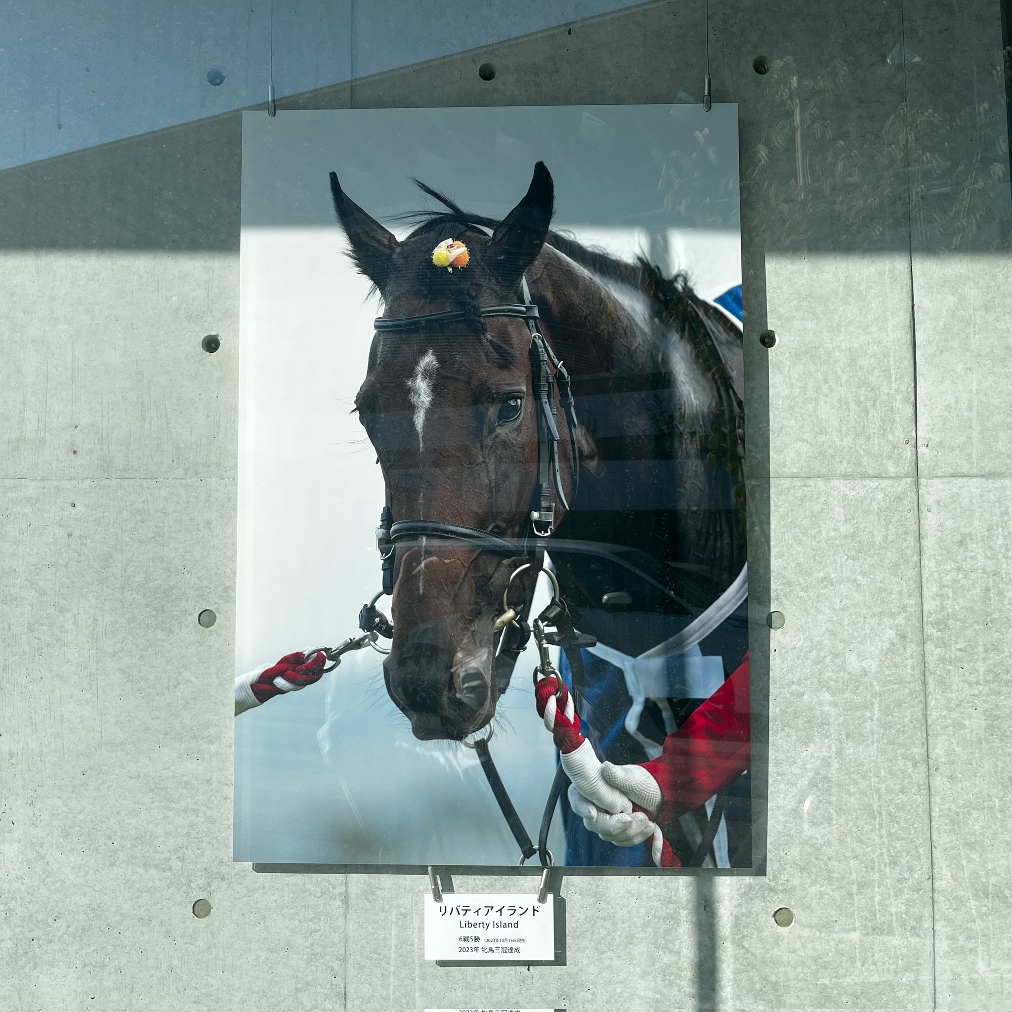 JRA京都競馬場 on X: 