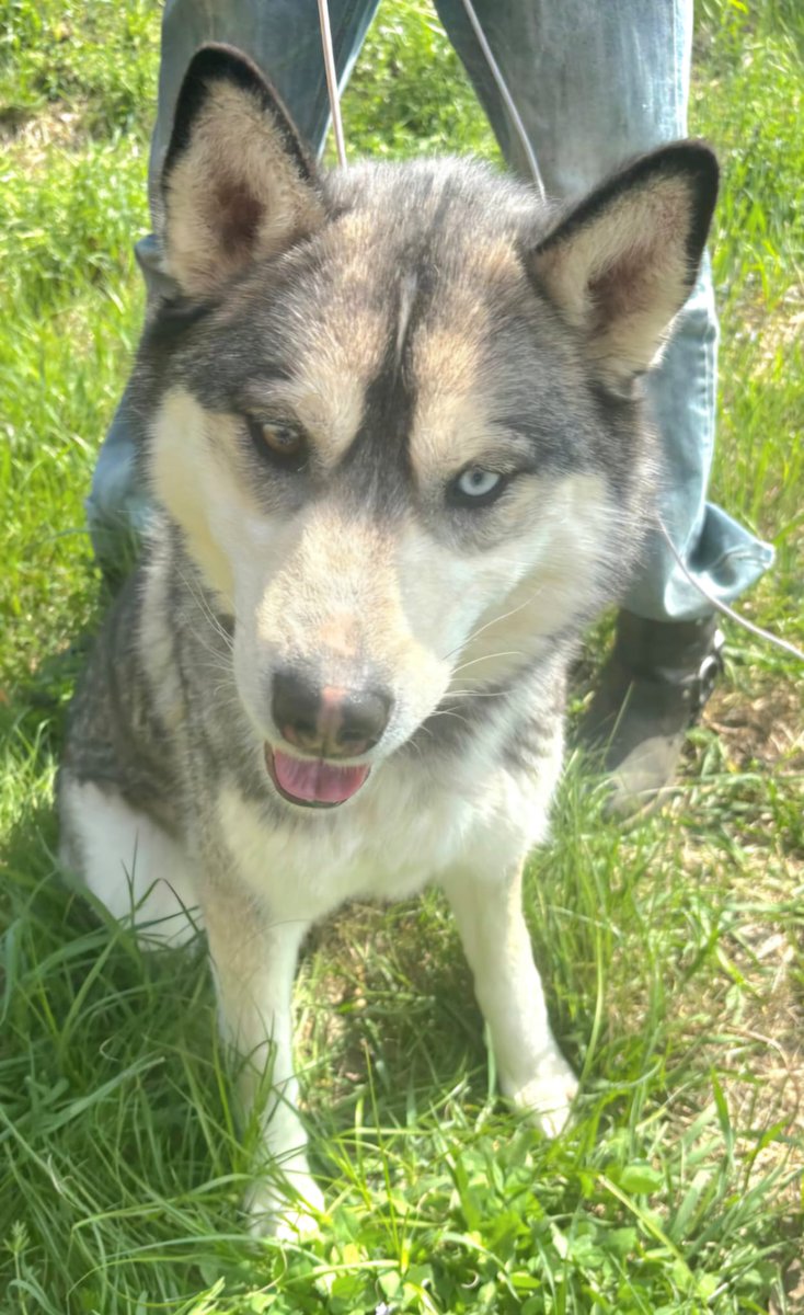 SatoDogs's tweet photo. #AdoptDontShop #dogsoftwitter #siberianhusky #dogsofnewyork #rescuedogs #adoptrescuedogs #DogLovers #dogloversunite #dogs #adopt #AdoptMe https://t.co/PiWTaOOuxA