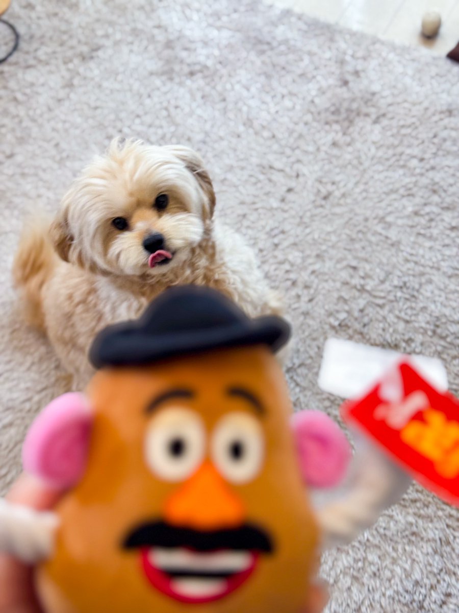 inu_beer's tweet photo. 人間の個展に来てくれた人間さんに犬へ差し入れをいただいた。犬大喜び！人間も人間の温かさ優しさ愛おしさに触れ大喜び！来てくださるだけでも充分なのにありがとうございます。愛！！！ https://t.co/fTrNTk5ZvI