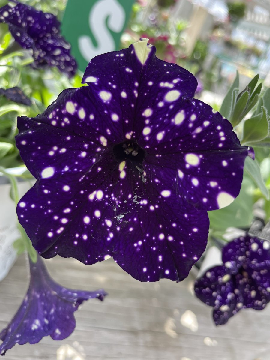 katydid 🌞 tweet media