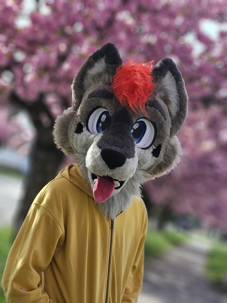 pink trees uwu

📸 <a href="/RapidtheHusky/">Rapid</a> 

#fursuitfriday #furry #fursuiter #furryfandom #fursuit