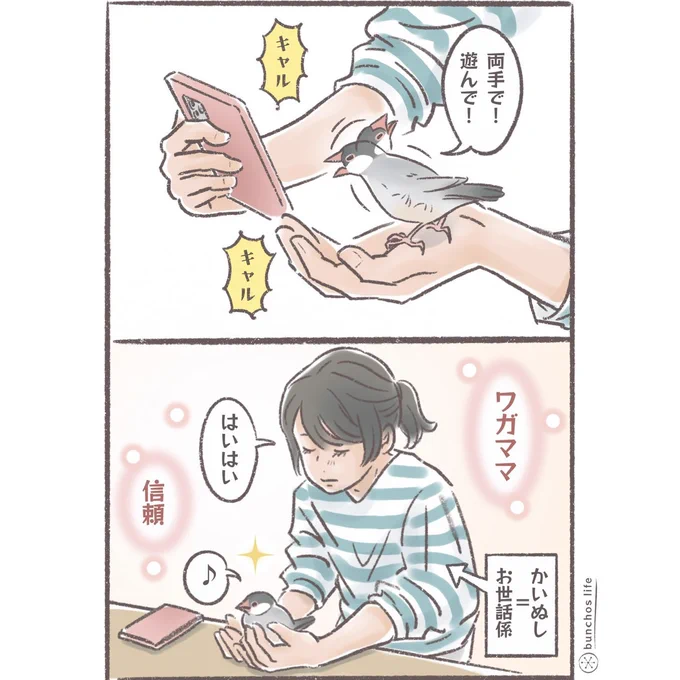 かいぬしには信頼を寄せ大好きな子には献身を尽くす2号、いずれも愛✨
#文鳥 
#4コマ漫画 