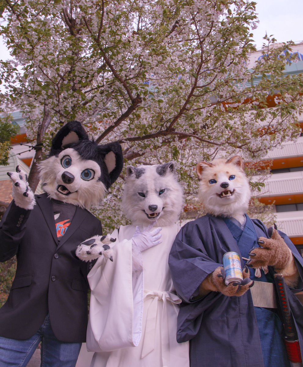 ギリギリ咲いてた桜と日本に来たお友達✨
📸 <a href="/Flower_Moon0202/">華月❀☽</a> 

#アコスタ池袋 
#FursuitFriday #創造トリアノン