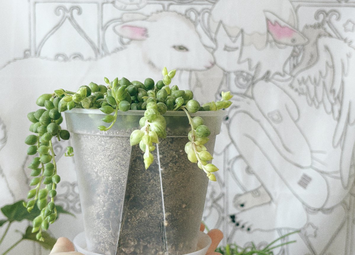 새로 온 무늬 콩란이
미모가 미쳤다고요
컬러가 미쳤어아주