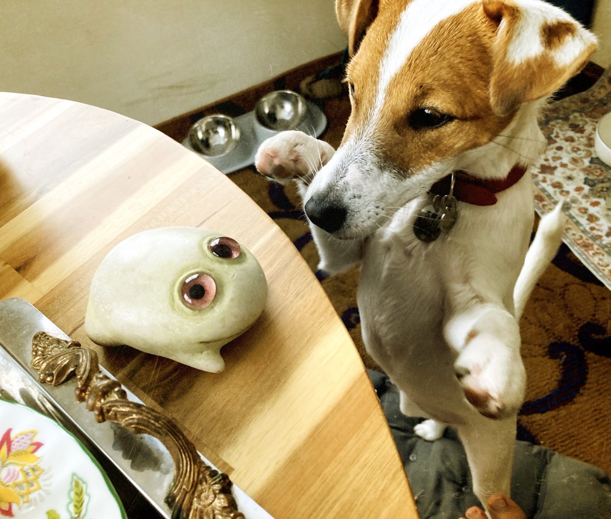 noedog's tweet photo. ゾーイさんすべすべだよ(👁️ᵕ👁️)👀
#noedog #犬のいる暮らし #JRT #ゴールデンウィークSNS展覧会2025 https://t.co/TLz379Q453