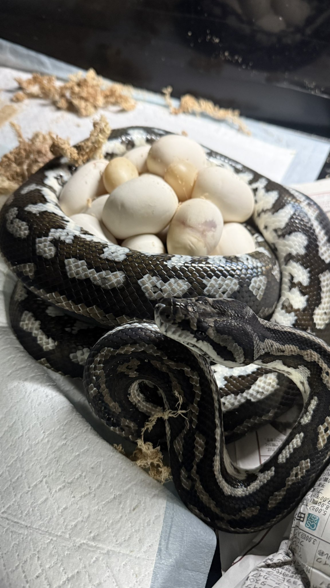 TN Pythons (@tnpythons) / X