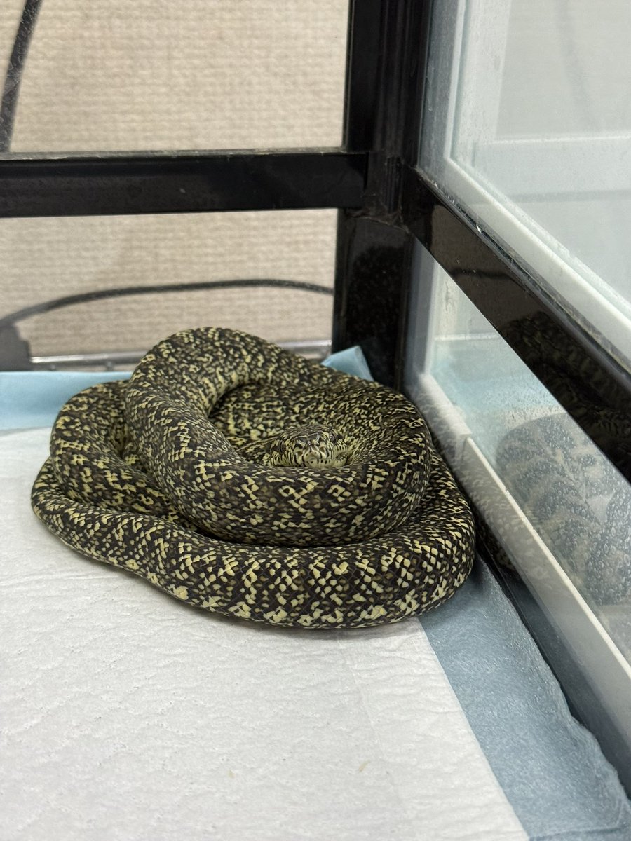 脱皮したてのグラナイト！
やっぱりめっちゃ綺麗やな