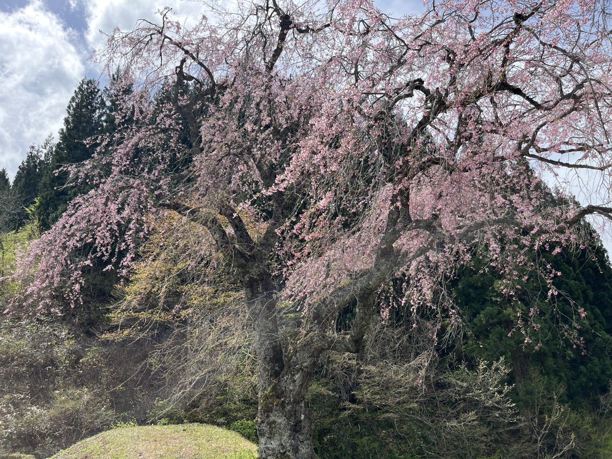 kaneyama100's tweet photo. 5月2日(金)11時00分頃
桜情報

本日もお日様が照っていますが、風が強いです！
5部咲きです🌸

※田屋の桜へ続く林道は農作業に使われますので、往来の際はゆっくり安全に譲り合って通行をお願いします。 https://t.co/fWiXq3UjWn