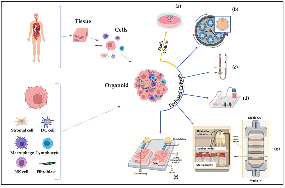 🤗 Check out #review: Perfusion Bioreactor Technology for Organoid and Tissue Culture: A Mini Review #Organoid
<a href="/MDPIOpenAccess/">MDPI</a>  <a href="/MdpiOnco/">Onco_MDPI</a>  
👨‍🎓 Author: by Paola Avena, Lucia Zavaglia, Ivan Casaburi and Vincenzo Pezzi
👉 mdpi.com/2673-7523/5/2/…