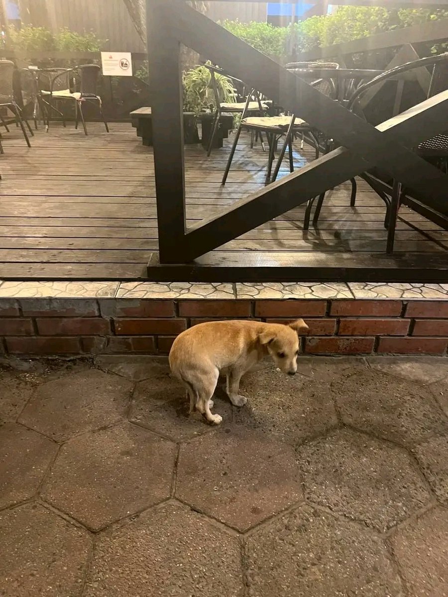 Proskoviia's tweet photo. Кому буде не складно - поширте кудись, будь ласка
Березань, Київська область, в центрі міста плаче маленьке покинуте цуценя
Локація - кав'ярня чайка
Більше інформації немає
Раптом, хтось матиме можливість прихистити малюка
Дяка за небайдужість https://t.co/MKPHCI3Qov