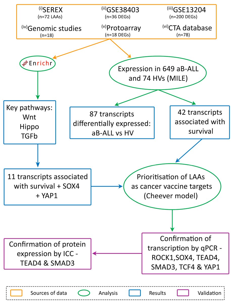 🤗 Check out #article: Adult B-Cell Acute Lymphoblastic Leukaemia Antigens and Enriched Pathways Identify New Targets for Therapy
#ALL #BCell
<a href="/MdpiOnco/">Onco_MDPI</a>  <a href="/MDPIOpenAccess/">MDPI</a>  
👨‍🎓 Author: by Eithar Mohamed, Sara Goodman, Leah Cooksey and et al
👉 mdpi.com/2673-7523/5/2/…