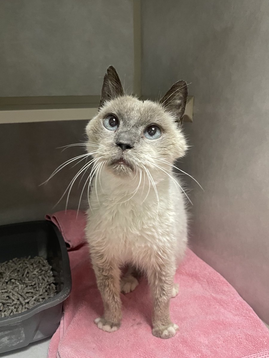 Friends of Bear Cat Rescue tweet media