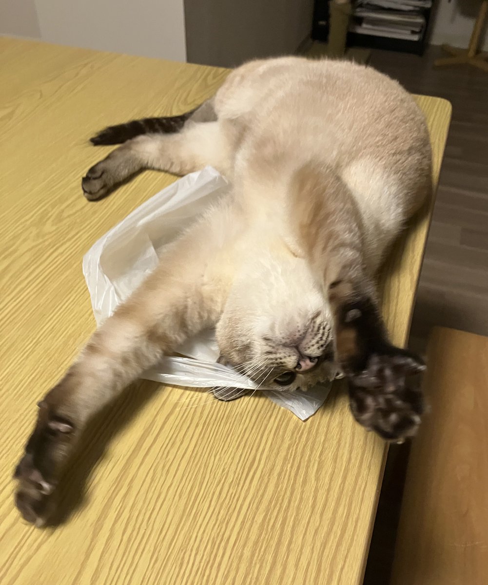 袋で遊ぶねこ