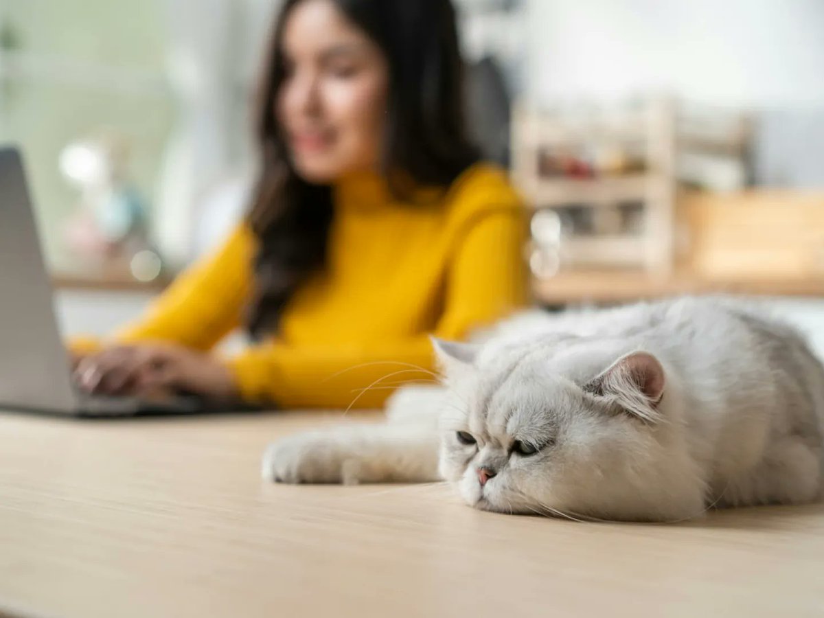 Im weltweiten Vergleich arbeiten die #Deutschen überdurchschnittlich oft von zu Hause. Dies zeigt eine neue #ifoAuswertung unter #Arbeitnehmern mit Hochschulabschluss in 40 Ländern. #Homeoffice ➡️ifo.de/pressemitteilu… <a href="/MathiasDolls/">Mathias Dolls</a>