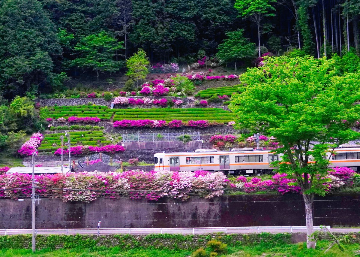 hichiso's tweet photo. ツツジの中を走り抜けるJR高山本線の電車たち🚃🌺山々の新緑も美しい季節となりました🌳
#七宗町 #ひちそう #岐阜 #田舎暮らし #移住 #新緑 #山 #ツツジ #キハ #特急ひだ #ゴールデンウィーク #華のある栄えある町 #hichiso #gifu #japanphotography #japan #japancountryside #mountain #train https://t.co/e9b1ZsbpnH