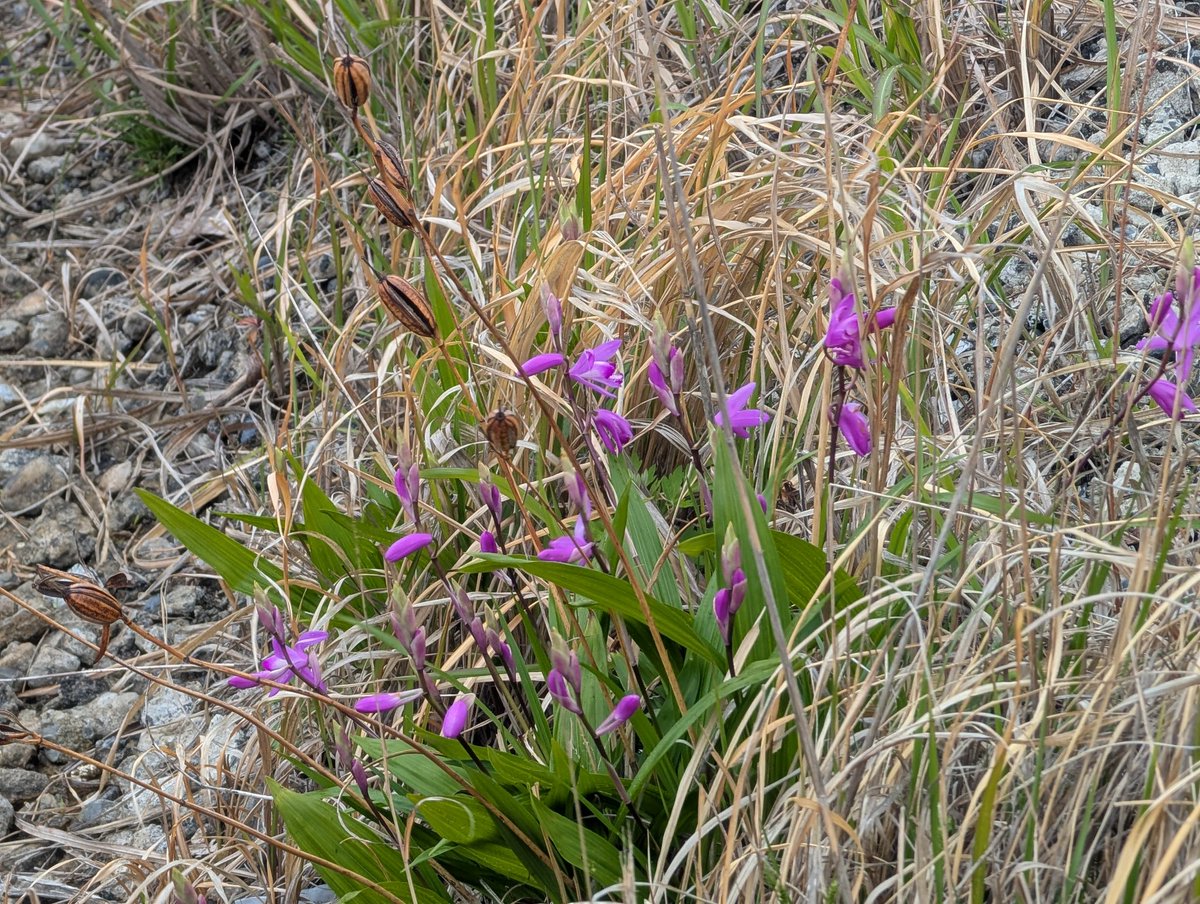 昨年と同じ所にシランが咲きました！
今年と頑張ってるね！