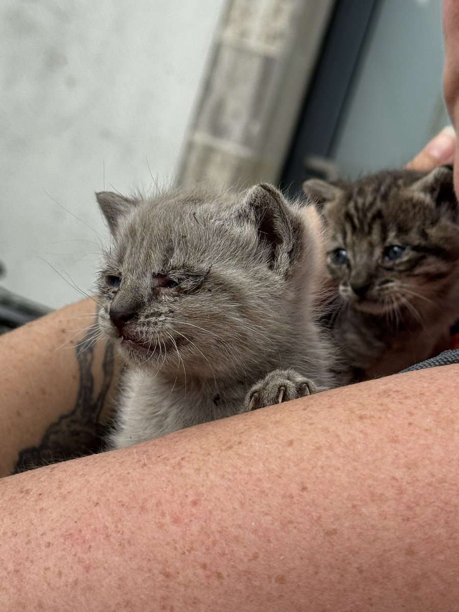 Jeudi 1er mai : 
Aux Sables D'olonnes, deux chatons bloqués sous le train ont été sauvé par l'équipe du <a href="/TERPays2LaLoire/">TER Pays de la Loire</a> #858842
Alerté par des miaulements venant de sous la rame, les deux petits ont été sortis et emmenés chez le vétérinaire