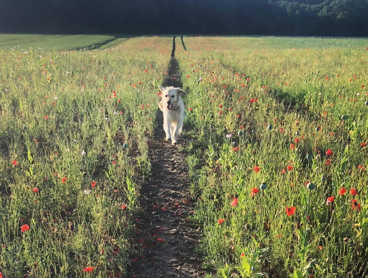 It's looking like it's going to be lovely weather this bank holiday but make sure you're on the lookout for ticks when you're out and about!🌾 

See our website for more information on what to do if you find a tick and about our Lyme disease testing biobest.co.uk/lyme-disease-t…