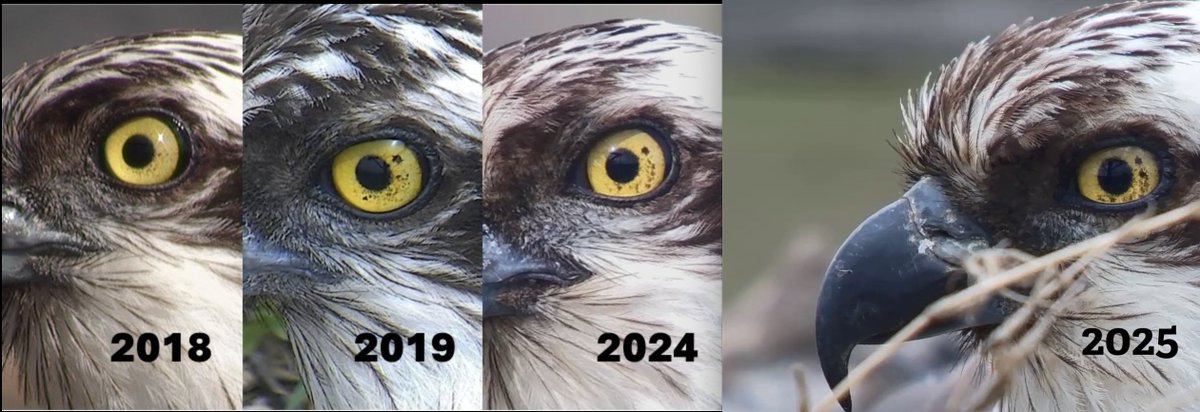 Bore da

Telyn’s nevi (eye freckles) update 2025! 

They become more pronounced yearly from sun exposure. Harmless, but unique ID for unringed ospreys—like a fingerprint. 

The 8-2 o’clock part of the iris clear, as it is often shaded by supraorbital eye ridge.