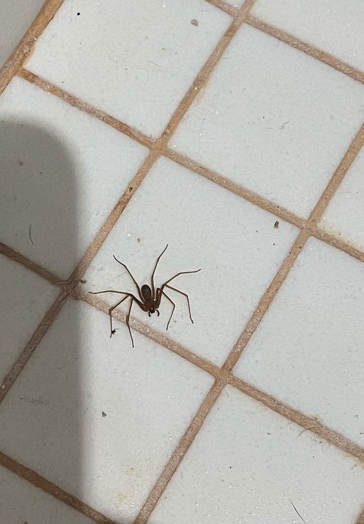 Amigxs biólogxs de Twitter, necesito ayuda.
¿Loxosceles normal o violinista?
¿Tengo que mudarme 😅?

<a href="/DrBioblogo/">Dr. BioBlogo</a> <a href="/BioTay/">Tay</a> <a href="/txaverius/">Javier Martín</a> <a href="/Arachno_Cosas/">Soy aracnólogo, pregúntame lo que quieras</a>