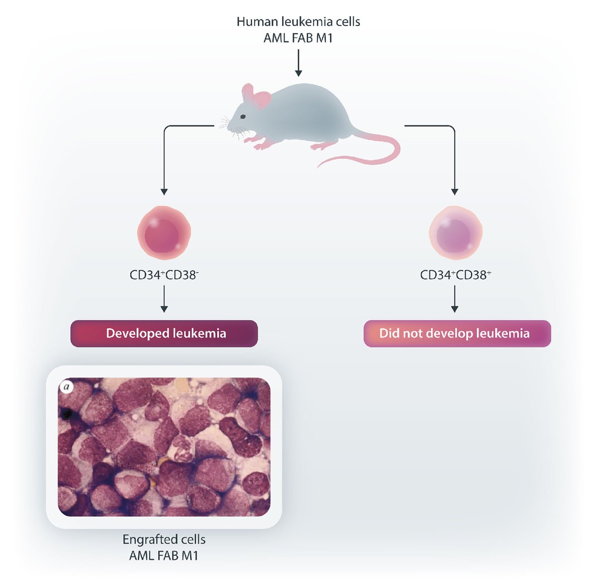 #LandmarkPaper: back to 1994 – the first experimental evidence for the existence of acute myeloid leukemia stem cells.
haematologica.org/article/view/1…