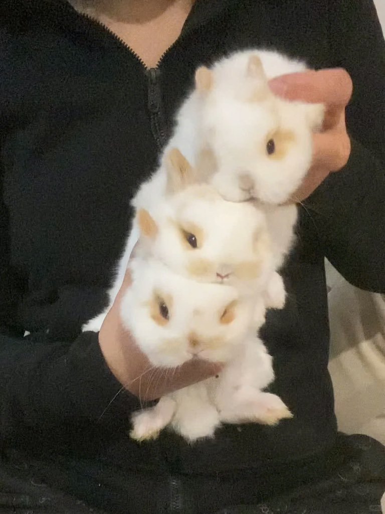 forestdruiddyke's tweet image. money spread: boring, overdone, basic
bunny spread: