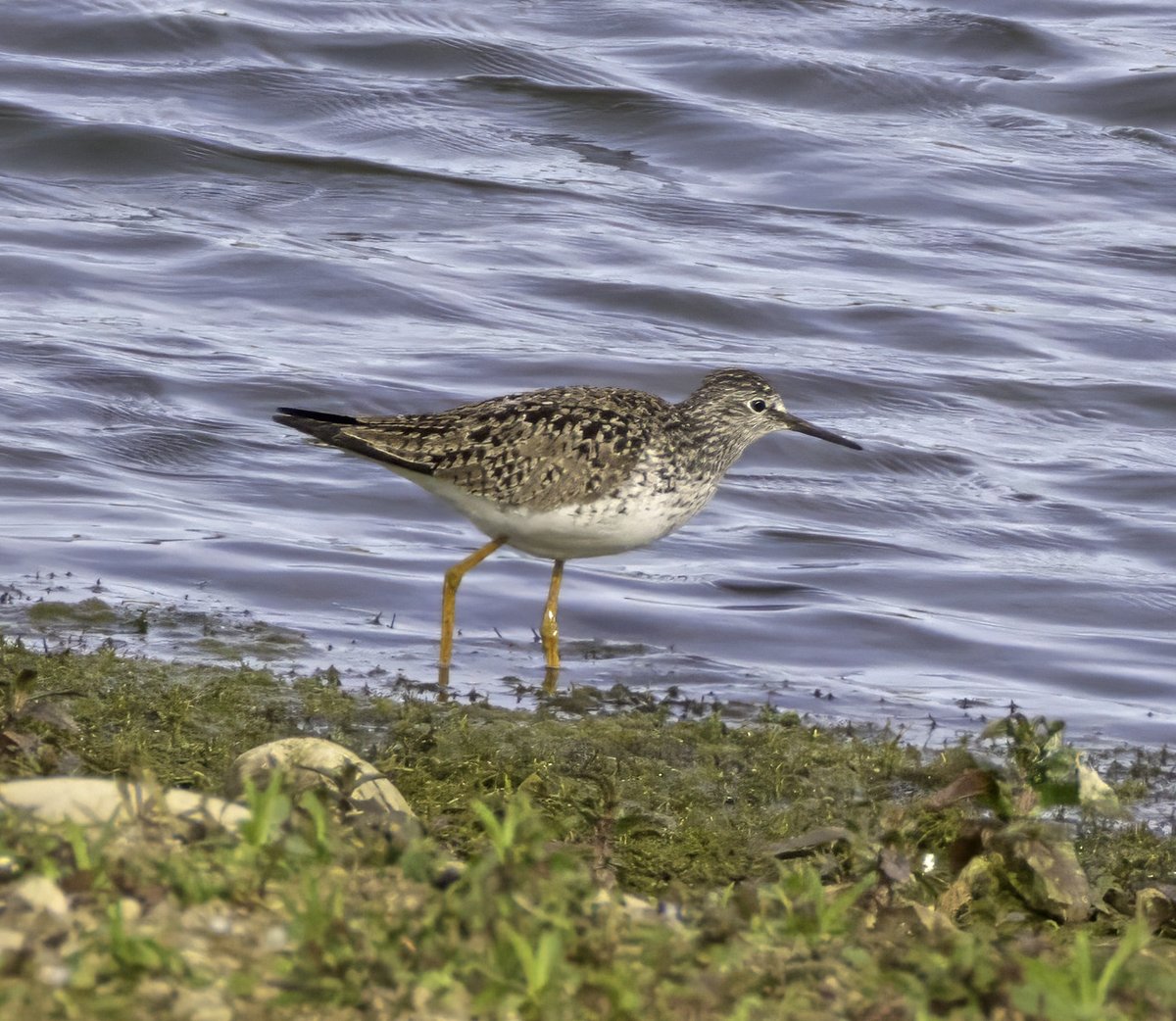 Dave Ward (@dwardphotos) on Twitter photo Lesser Yellowlegs at Nosterfield Nature Reserve near Ripon this morning...a great find by Tim Jones <a href="/nybirdnews/">NorthYorksBirdNews</a> <a href="/NosterfieldLNR/">Nosterfield Nature Reserve</a> <a href="/HDNSFarnham/">HDNS</a> Lesser Yellowlegs at Nosterfield Nature Reserve near Ripon this morning...a great find by Tim Jones <a href="/nybirdnews/">NorthYorksBirdNews</a> <a href="/NosterfieldLNR/">Nosterfield Nature Reserve</a> <a href="/HDNSFarnham/">HDNS</a>