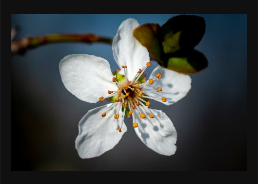 QuiqueOnChain's tweet photo. Aurora del almendro
No hay filtros. Solo una flor, luz natural y un instante que no vuelve.
Esto es lo que me mueve a fotografiar.

NFT disponible en mi colección:
https://t.co/eiyCIq7KP6

#NFTPhotography #NFTart #NaturePhotography #QuiqueOnChain https://t.co/eckUcYnD6P