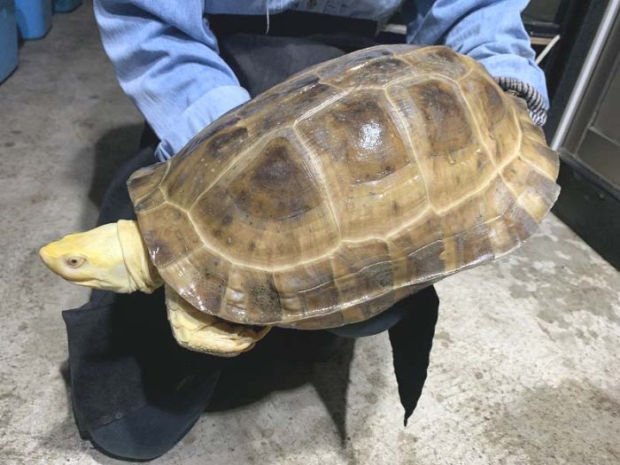 店長のお宝
巨大な♂
アルビノヒジリガメ 

新しい家族が決まりました😭