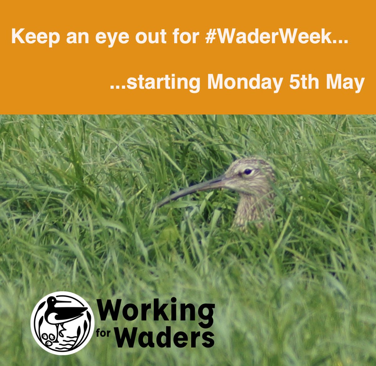 Working_for_Waders tweet media